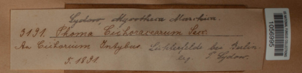 Phomopsis cichoracearum image